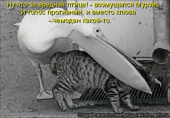 Ну что за вредная птица! - возмущался Мурзик. И голос противный, и вместо клюва - чемодан какой-то.... Котоматрица: Ну что за вредная птица! - возмущался Мурзик. И голос противный, и вместо клюва - чемодан какой-то.