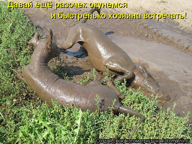 Давай ещё разочек окунемся и быстренько хозяина встречать!... Котоматрица: Давай ещё разочек окунемся и быстренько хозяина встречать!