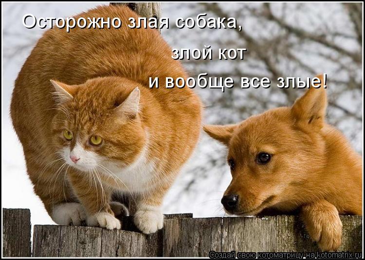Осторожно злая собака, злой кот и вообще все злые!... Котоматрица: Осторожно злая собака, злой кот и вообще все злые!
