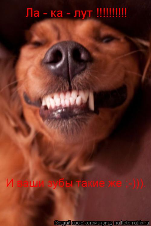 Ла - ка - лут !!!!!!!!!! И ваши зубы такие же ;-))).... Котоматрица: Ла - ка - лут !!!!!!!!!! И ваши зубы такие же ;-))).