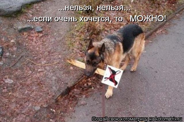 ...нельзя, нельзя... ...если очень хочется, то МОЖНО!... Котоматрица: ...нельзя, нельзя... ...если очень хочется, то МОЖНО!