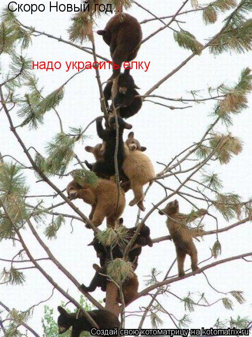 Котоматрица: Скоро Новый год... надо украсить елку