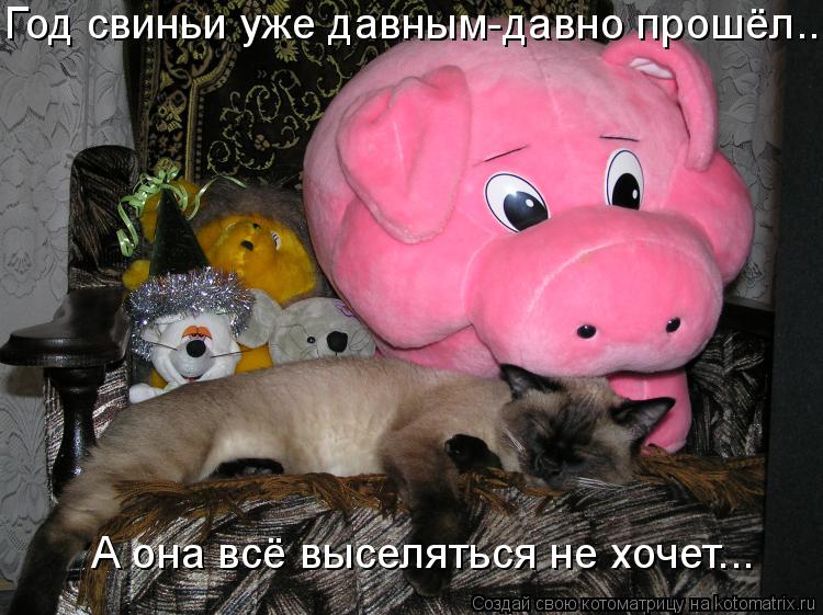 Год свиньи уже давным-давно прошёл... А она всё выселяться не хочет...... Котоматрица: Год свиньи уже давным-давно прошёл... А она всё выселяться не хочет...