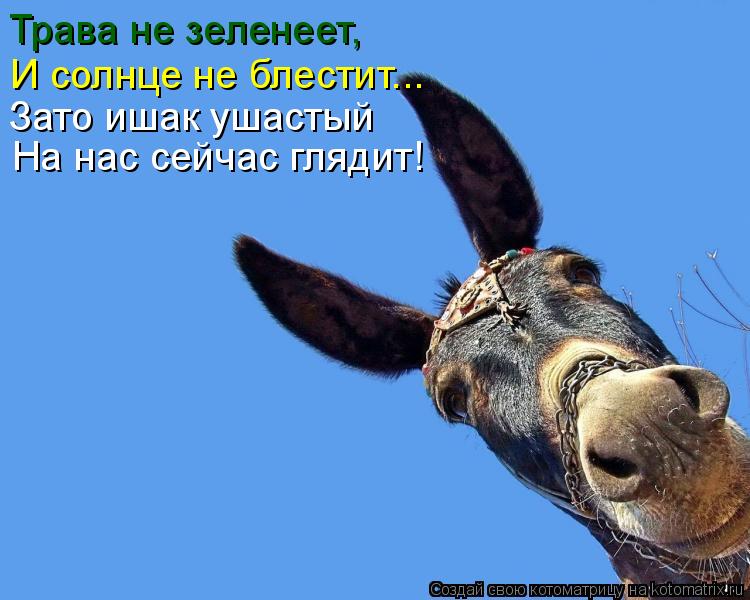 Трава не зеленеет, И солнце не блестит... Зато ишак ушастый На нас сейчас глядит!... Котоматрица: Трава не зеленеет, И солнце не блестит... Зато ишак ушастый На нас сейчас глядит!