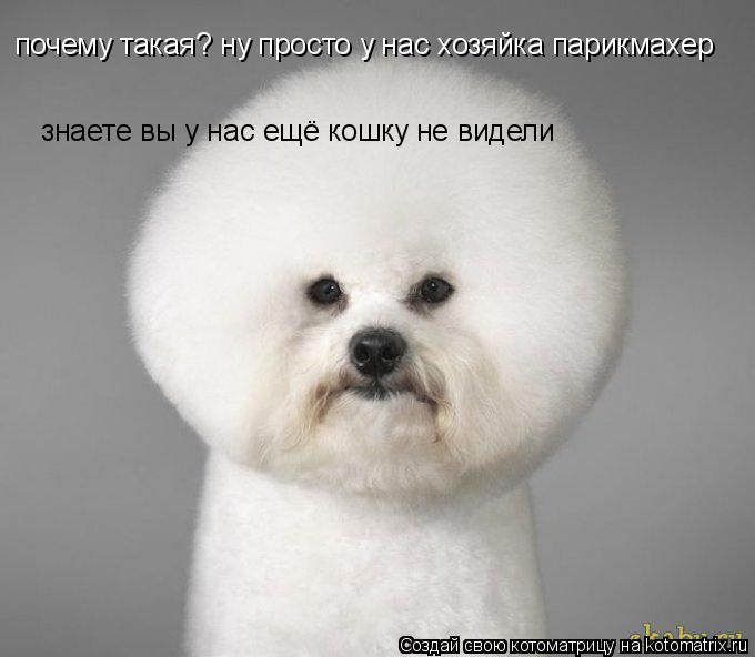 почему такая? ну просто у нас хозяйка парикмахер знаете вы у нас ещё кошку не видели... Котоматрица: почему такая? ну просто у нас хозяйка парикмахер знаете вы у нас ещё кошку не видели
