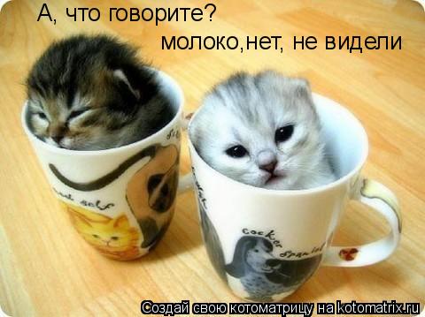 Котоматрица: А, что говорите? молоко,нет, не видели