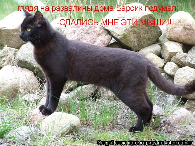 глядя на развалины дома Барсик подумал: -СДАЛИСЬ МНЕ ЭТИ МЫШИ!!!... Котоматрица: глядя на развалины дома Барсик подумал: -СДАЛИСЬ МНЕ ЭТИ МЫШИ!!!