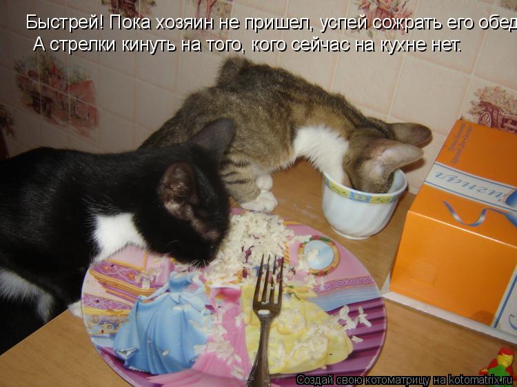 Быстрей! Пока хозяин не пришел, успей сожрать его обед. А стрелки кинуть на того, кого сейчас на кух... Котоматрица: Быстрей! Пока хозяин не пришел, успей сожрать его обед. А стрелки кинуть на того, кого сейчас на кухне нет.