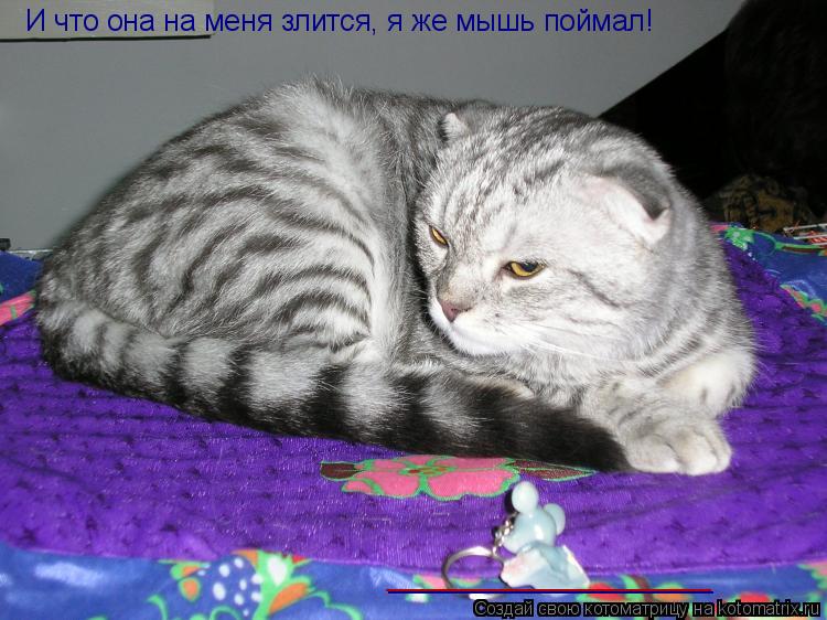 И что она на меня злится, я же мышь поймал! ____________________ ____________________... Котоматрица: И что она на меня злится, я же мышь поймал! ____________________ ____________________