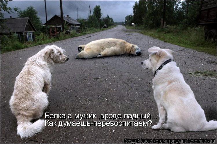 Котоматрица: Белка,а мужик ,вроде,ладный... Как думаешь-перевоспитаем?
