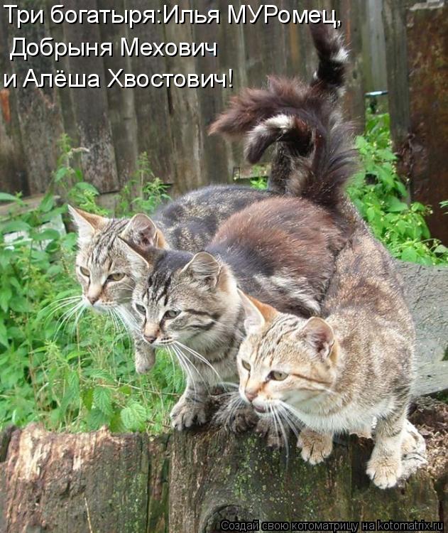 Три богатыря:Илья МУРомец, Добрыня Мехович и Алёша Хвостович!... Котоматрица: Три богатыря:Илья МУРомец, Добрыня Мехович и Алёша Хвостович!