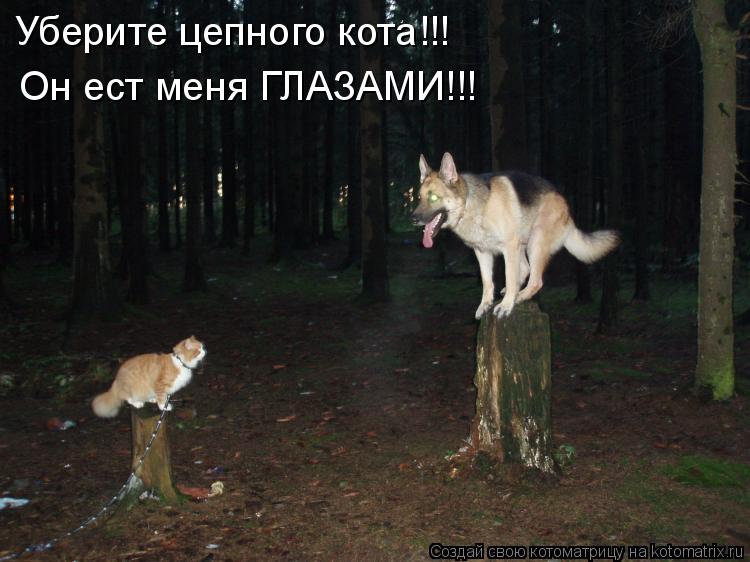 Уберите цепного кота!!! Он ест меня ГЛАЗАМИ!!!... Котоматрица: Уберите цепного кота!!! Он ест меня ГЛАЗАМИ!!!