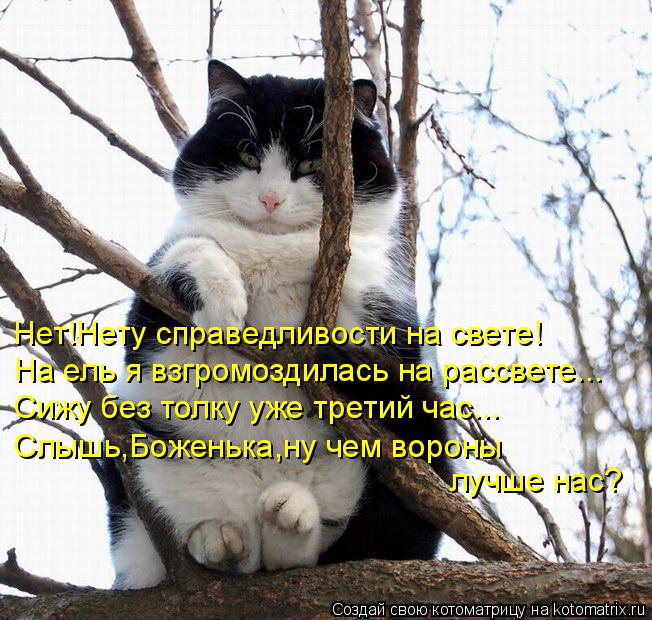 Нет!Нету справедливости на свете! На ель я взгромоздилась на рассвете... Сижу без толку уже третий ча... Котоматрица: Нет!Нету справедливости на свете! На ель я взгромоздилась на рассвете... Сижу без толку уже третий час... Слышь,Боженька,ну чем вороны лучше н