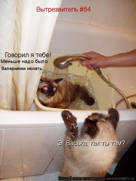 Э! Васька, как ты там? Говорил я тебе! Меньше надо было Валерьянки нюхать... Вытрезвитель #84... Котоматрица: Э! Васька, как ты там? Говорил я тебе! Меньше надо было Валерьянки нюхать... Вытрезвитель #84