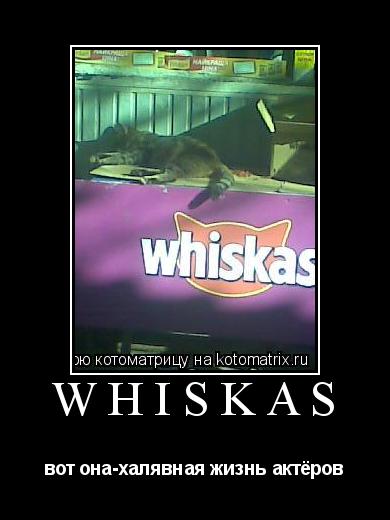 whiskas вот она-халявная жизнь актёров... Котоматрица: whiskas вот она-халявная жизнь актёров