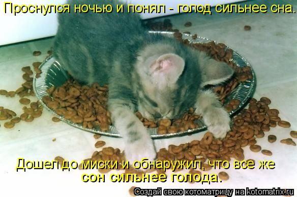 Проснулся ночью и понял - голод сильнее сна. Дошел до миски и обнаружил, что все же сон сильнее гол... Котоматрица: Проснулся ночью и понял - голод сильнее сна. Дошел до миски и обнаружил, что все же сон сильнее голода.