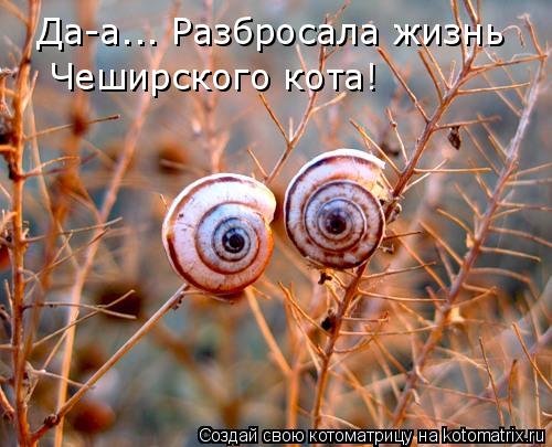 Да-а... Разбросала жизнь Чеширского кота!... Котоматрица: Да-а... Разбросала жизнь Чеширского кота!