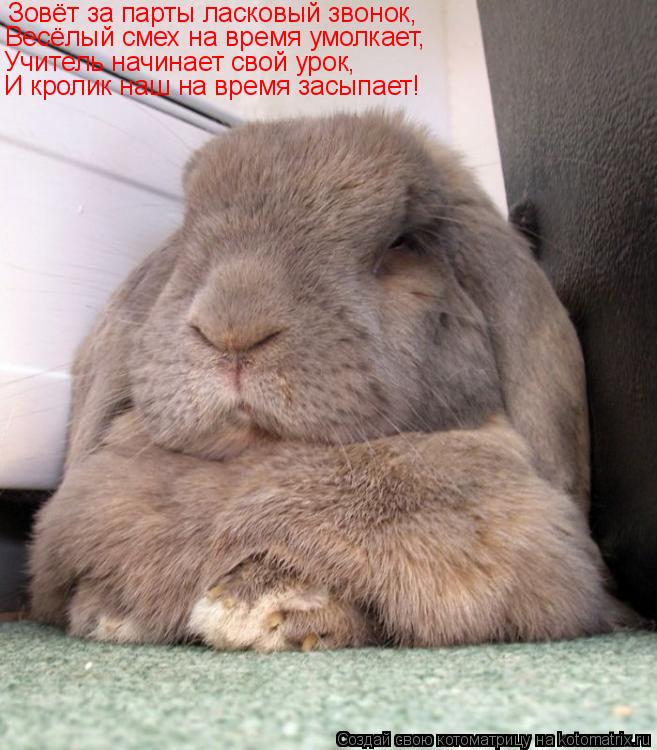 Зовёт за парты ласковый звонок, Весёлый смех на время умолкает, Учитель начинает свой урок, И кролик ... Котоматрица: Зовёт за парты ласковый звонок, Весёлый смех на время умолкает, Учитель начинает свой урок, И кролик наш на время засыпает!