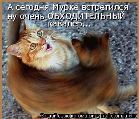 А сегодня Мурке встретился ну очень ОБХОДИТЕЛЬНЫЙ кавалер...... Котоматрица: А сегодня Мурке встретился ну очень ОБХОДИТЕЛЬНЫЙ кавалер...
