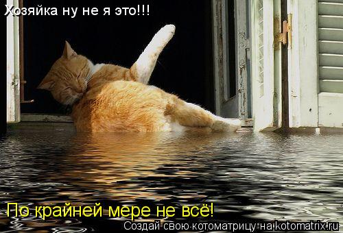 Хозяйка ну не я это!!! По крайней мере не всё!... Котоматрица: Хозяйка ну не я это!!! По крайней мере не всё!