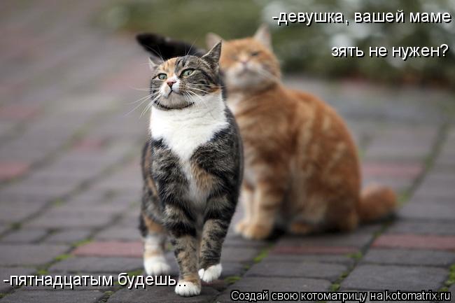 Котоматрица: -девушка, вашей маме  зять не нужен? -пятнадцатым будешь..