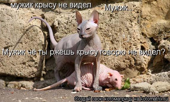 Котоматрица: мужик крысу не видел Мужик... Мужик чё ты ржёшь крысу говорю не видел?