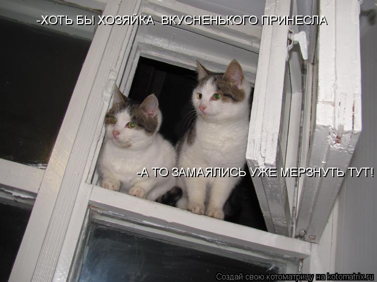 -ХОТЬ БЫ ХОЗЯЙКА ВКУСНЕНЬКОГО ПРИНЕСЛА -А ТО ЗАМАЯЛИСЬ УЖЕ МЕРЗНУТЬ ТУТ!... Котоматрица: -ХОТЬ БЫ ХОЗЯЙКА ВКУСНЕНЬКОГО ПРИНЕСЛА -А ТО ЗАМАЯЛИСЬ УЖЕ МЕРЗНУТЬ ТУТ!