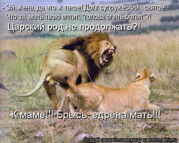 - Эй, жена, да что ж такое! Долг супружеский – святое!!! Что за, мать твою ептит, "голова опять болит... Котоматрица: - Эй, жена, да что ж такое! Долг супружеский – святое!!! Что за, мать твою ептит, "голова опять болит"?! Царский род не продолжать?! К маме!!! Брысь