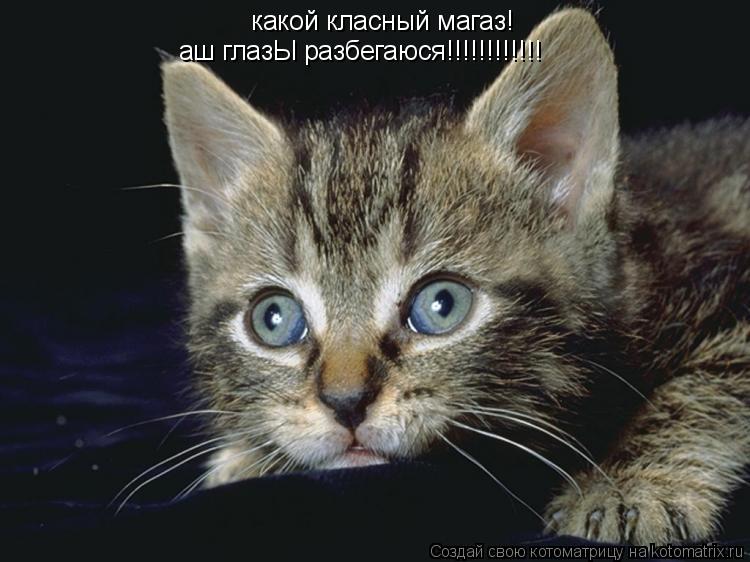 какой класный магаз! аш глазЫ разбегаюся!!!!!!!!!!!!... Котоматрица: какой класный магаз! аш глазЫ разбегаюся!!!!!!!!!!!!