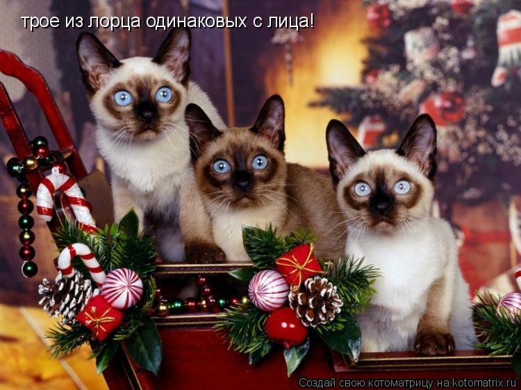 трое из лорца одинаковых с лица!... Котоматрица: трое из лорца одинаковых с лица!