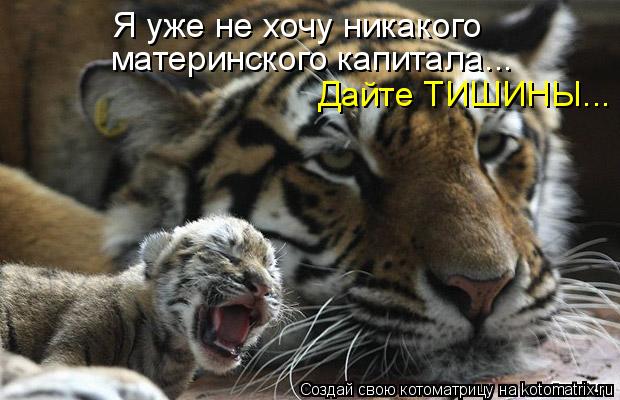 Котоматрица: Я уже не хочу никакого материнского капитала... Дайте ТИШИНЫ...