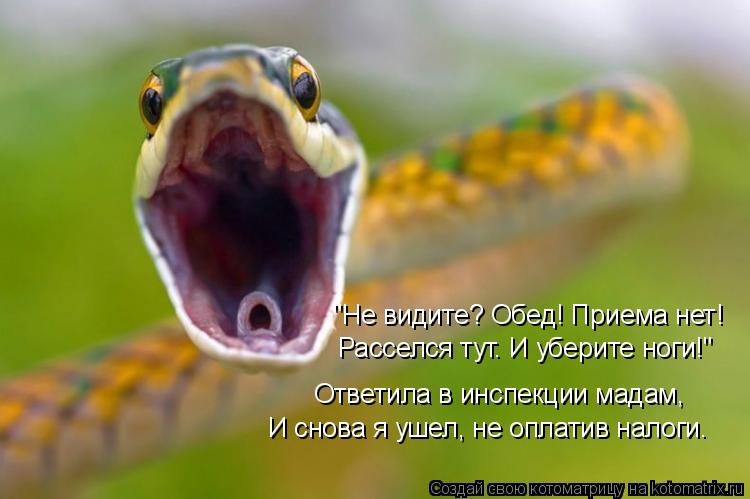 Котоматрица: Расселся тут. И уберите ноги!" "Не видите? Обед! Приема нет! Ответила в инспекции мадам,  И снова я ушел, не оплатив налоги.