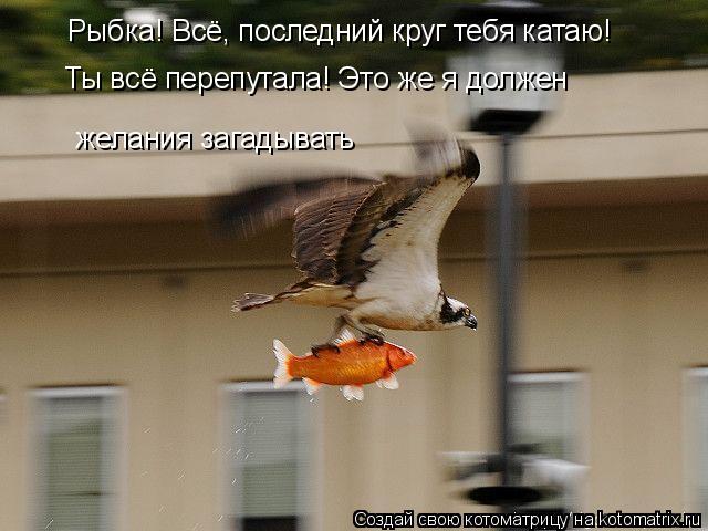 Котоматрица: Рыбка! Всё, последний круг тебя катаю! Ты всё перепутала! Это же я должен    желания загадывать