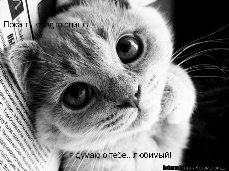 Пока ты сладко спишь... ...я думаю о тебе...любимый!... Котоматрица: Пока ты сладко спишь... ...я думаю о тебе...любимый!