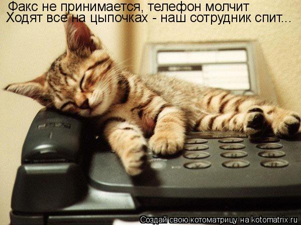 Факс не принимается, телефон молчит Ходят все на цыпочках - наш сотрудник спит...... Котоматрица: Факс не принимается, телефон молчит Ходят все на цыпочках - наш сотрудник спит...