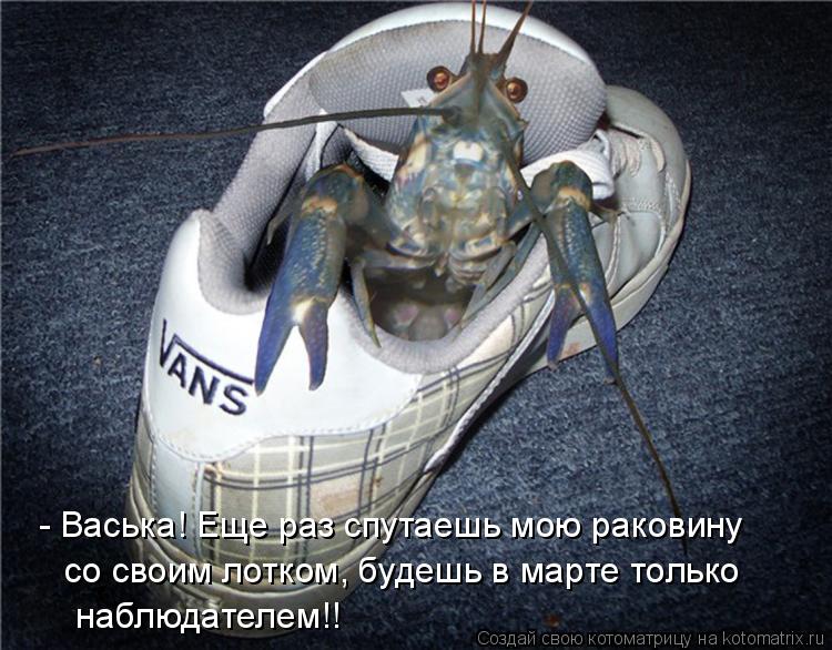 Котоматрица: - Васька! Еще раз спутаешь мою раковину со своим лотком, будешь в марте только  наблюдателем!!