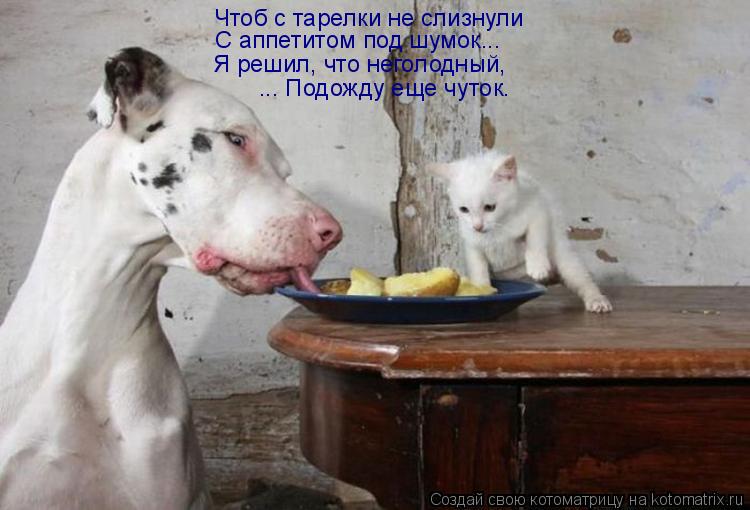 Чтоб с тарелки не слизнули С аппетитом под шумок... Я решил, что неголодный, ... Подожду еще чуток.... Котоматрица: Чтоб с тарелки не слизнули С аппетитом под шумок... Я решил, что неголодный, ... Подожду еще чуток.