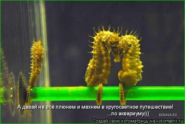 Котоматрица: А давай на всё плюнем и махнем в кругосветное путешествие! ...по аквариуму(((