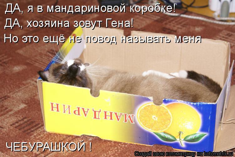 ДА, я в мандариновой коробке! ДА, хозяина зовут Гена! Но это ещё не повод называть меня ЧЕБУРАШКОЙ !... Котоматрица: ДА, я в мандариновой коробке! ДА, хозяина зовут Гена! Но это ещё не повод называть меня ЧЕБУРАШКОЙ !