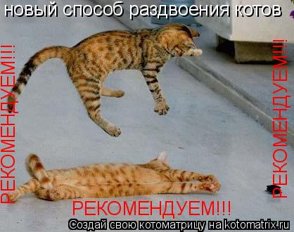 новый способ раздвоения котов РЕКОМЕНДУЕМ!!! РЕКОМЕНДУЕМ!!! РЕКОМЕНДУЕМ!!!... Котоматрица: новый способ раздвоения котов РЕКОМЕНДУЕМ!!! РЕКОМЕНДУЕМ!!! РЕКОМЕНДУЕМ!!!