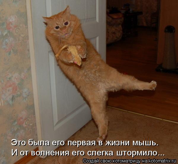 И от волнения его слегка штормило... Это была его первая в жизни мышь.... Котоматрица: И от волнения его слегка штормило... Это была его первая в жизни мышь.
