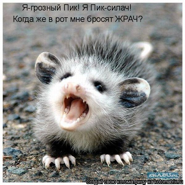 Я-грозный Пик! Я Пик-силач! Когда же в рот мне бросят ЖРАЧ?... Котоматрица: Я-грозный Пик! Я Пик-силач! Когда же в рот мне бросят ЖРАЧ?