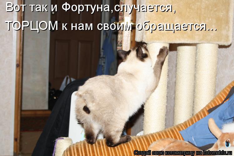 Вот так и Фортуна,случается, ТОРЦОМ к нам своим обращается...... Котоматрица: Вот так и Фортуна,случается, ТОРЦОМ к нам своим обращается...