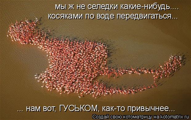 Котоматрица: мы ж не селедки какие-нибудь.... косяками по воде передвигаться... ... нам вот, ГУСЬКОМ, как-то привычнее...
