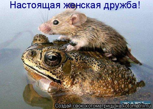 Настоящая женская дружба!... Котоматрица: Настоящая женская дружба!
