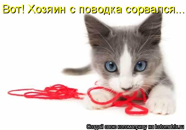 Котоматрица: Вот! Хозяин с поводка сорвался...