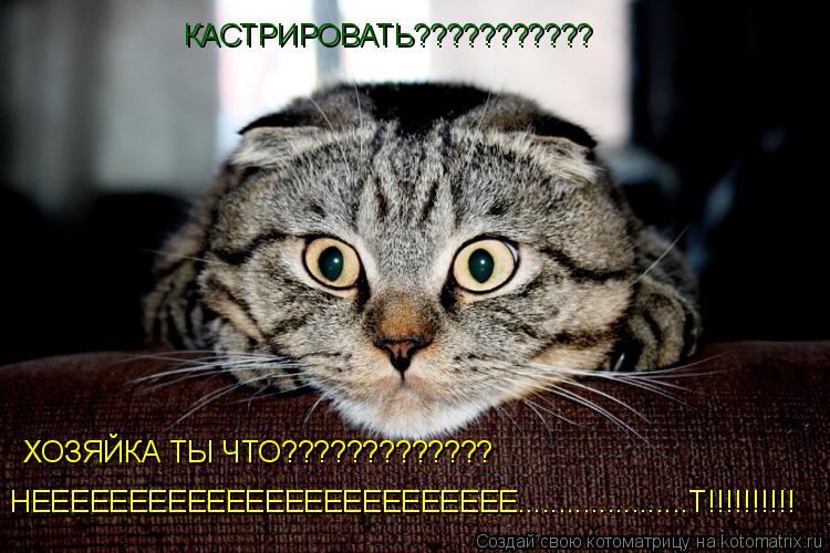 Котоматрица: КАСТРИРОВАТЬ??????????? ХОЗЯЙКА ТЫ ЧТО????????????? НЕЕЕЕЕЕЕЕЕЕЕЕЕЕЕЕЕЕЕЕЕЕЕЕЕ.....................Т!!!!!!!!!!