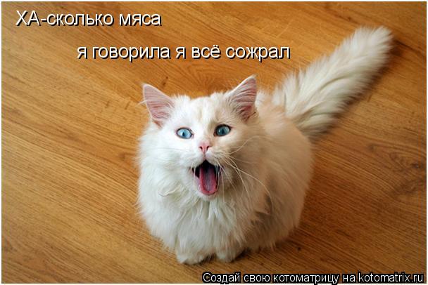 ХА-сколько мяса я говорила я всё сожрал... Котоматрица: ХА-сколько мяса я говорила я всё сожрал