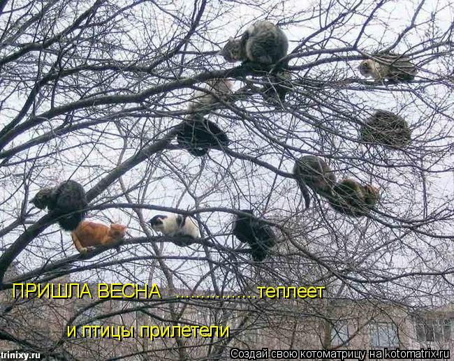 ПРИШЛА ВЕСНА ................теплеет и птицы прилетели... Котоматрица: ПРИШЛА ВЕСНА ................теплеет и птицы прилетели