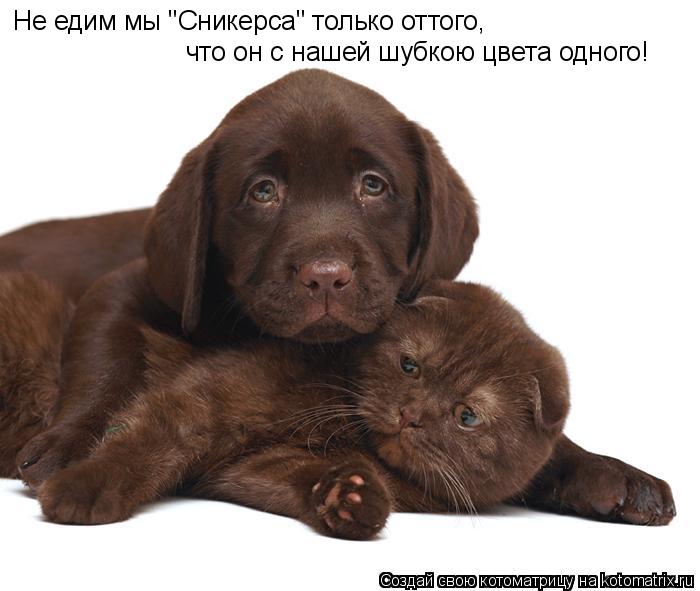 Не едим мы "Сникерса" только оттого, что он с нашей шубкою цвета одного!... Котоматрица: Не едим мы "Сникерса" только оттого, что он с нашей шубкою цвета одного!